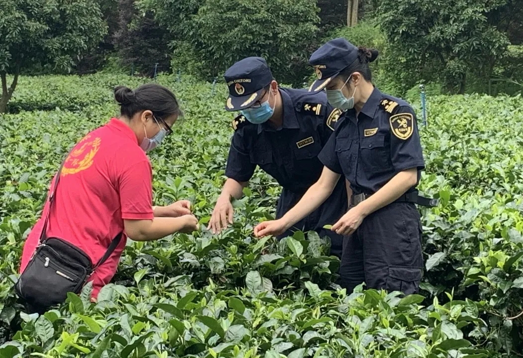 茶葉出口需要辦理什么手續(xù)？